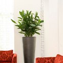 anthurium in partner super_1